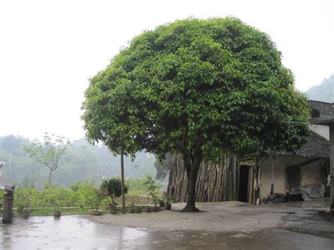 门前树风水|庭院种树风水知识